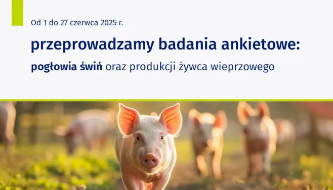 Na grafice znajduje się tekst: Od 1 do 27 czerwca 2025 r. przeprowadzamy badania ankietowe: pogłowia świń oraz produkcji żywca wieprzowego