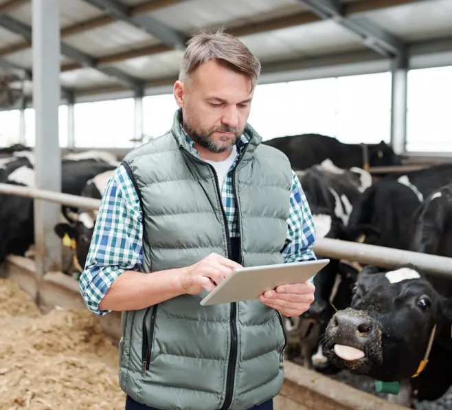 Mężczyzna z tabletem w oborze