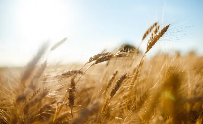 a field of wheat