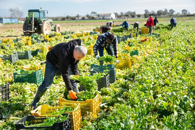 People harvesting celery into crates with a green tractor in the background