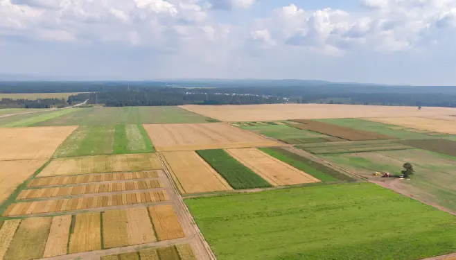 Żółto-zielone pola na równinie, na horyzoncie las na pagórkach, nad polami i lasem błękitne niebo z białymi chmurami