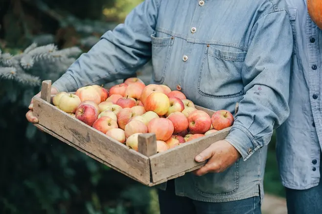 Man in a blue shirt holding a crate of apples   