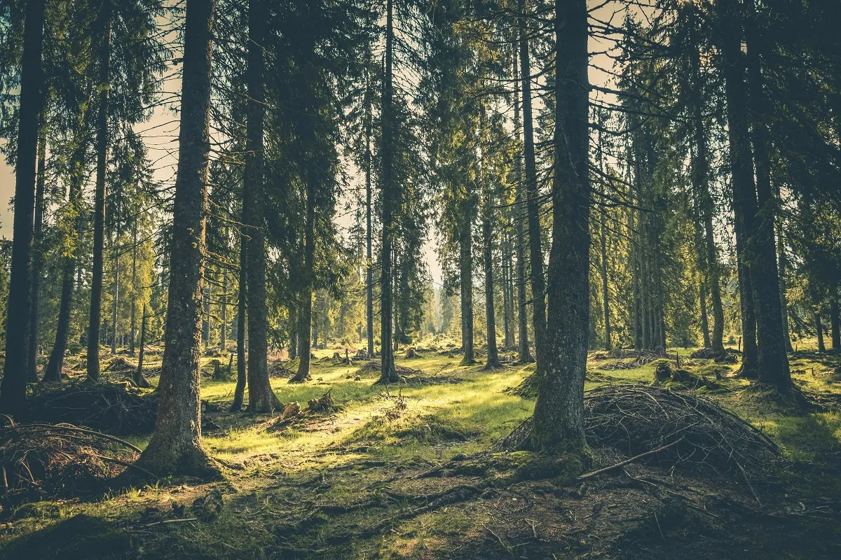 Na zdjęciu znajduje się las iglasty. 