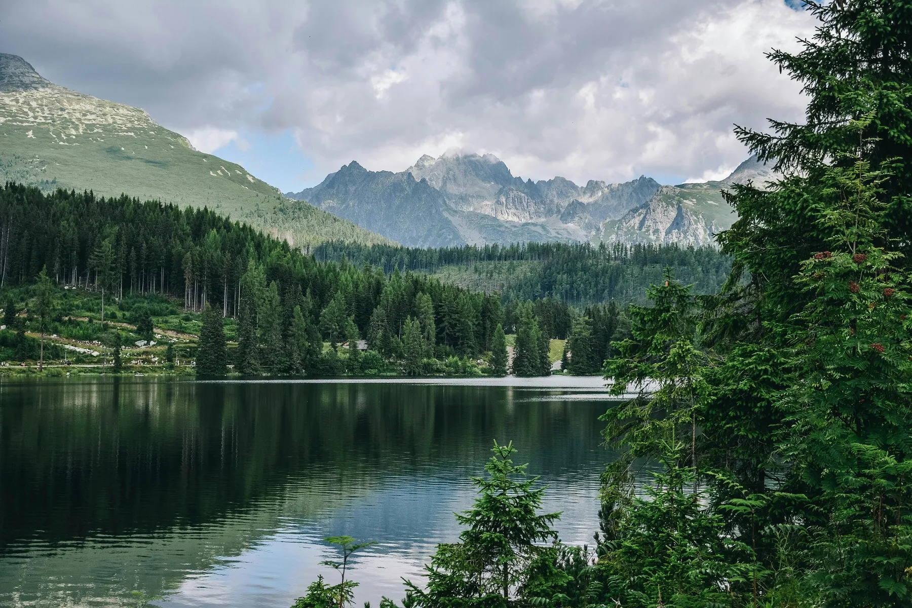 Widok na las i góry 
