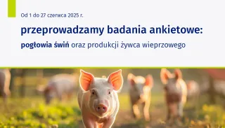 Powiększ obraz: Na grafice znajduje się tekst: Od 1 do 27 czerwca 2025 r. przeprowadzamy badania ankietowe: pogłowia świń oraz produkcji żywca wieprzowego